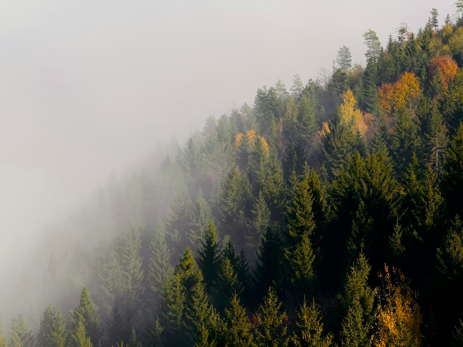 A small aircraft passing low over forested hills in mist.